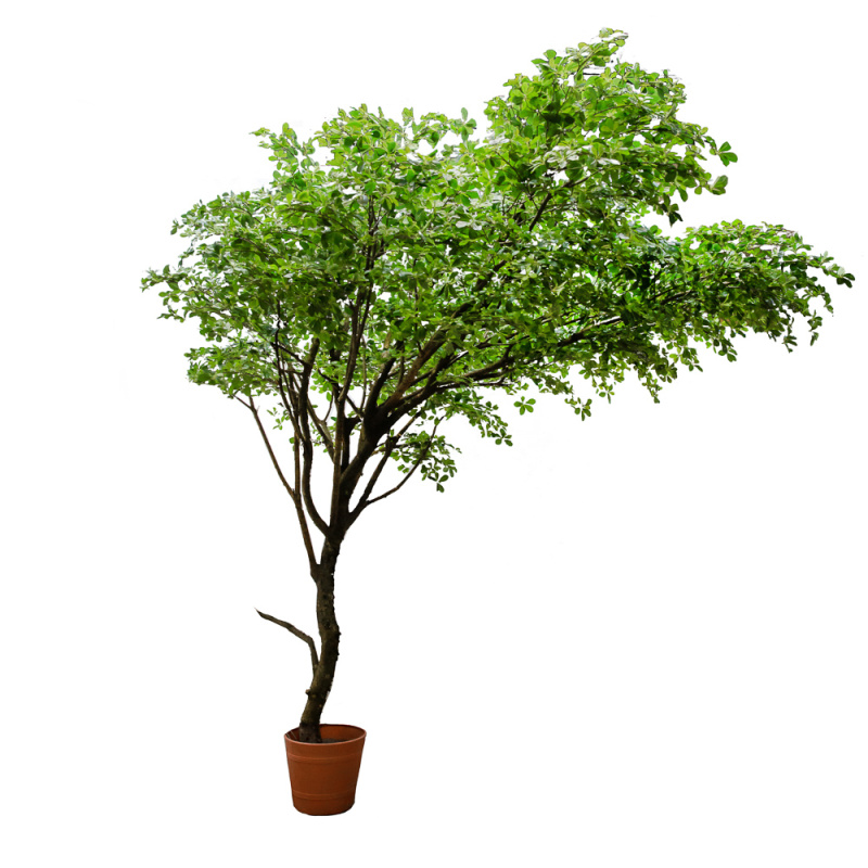 350/РН/84(з.) Шефлера h350см (латекс)