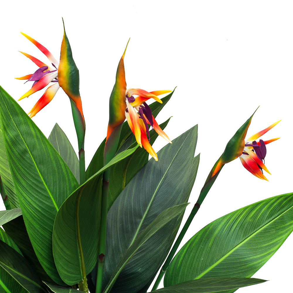 110/2К/357 Куст Стрелиции х4 в кашпо h-110, d-90см_2