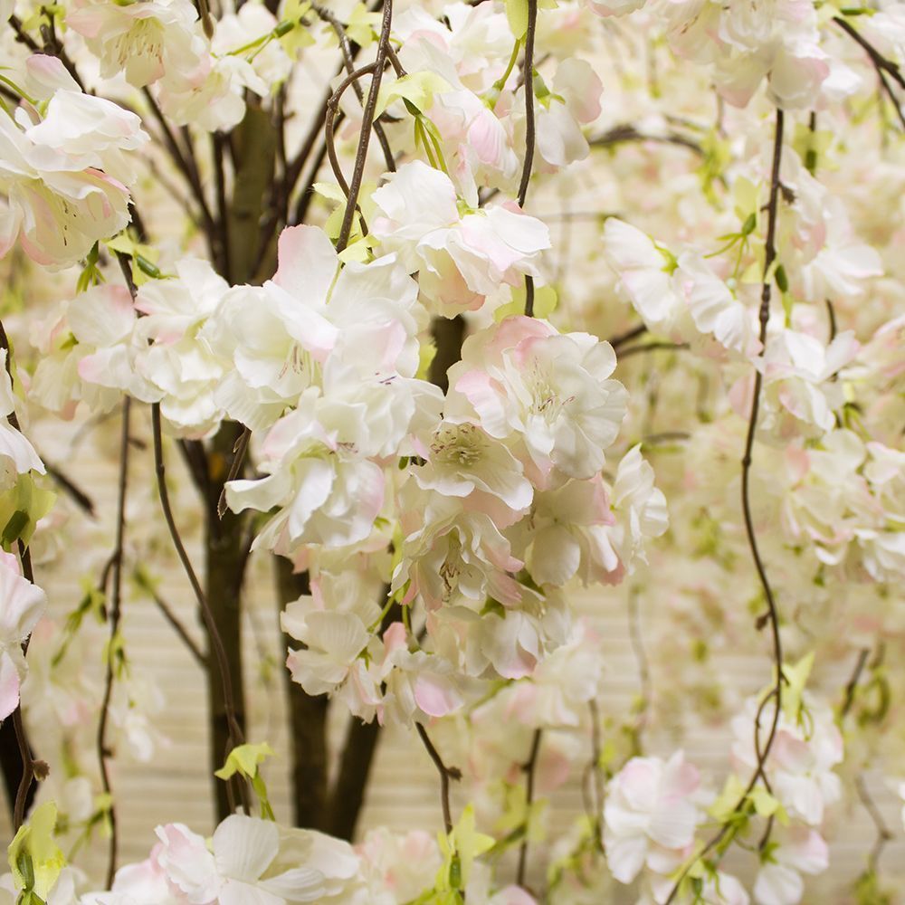 170/2К/РПК/191-2(з.) Сакура королевская (белая)_2