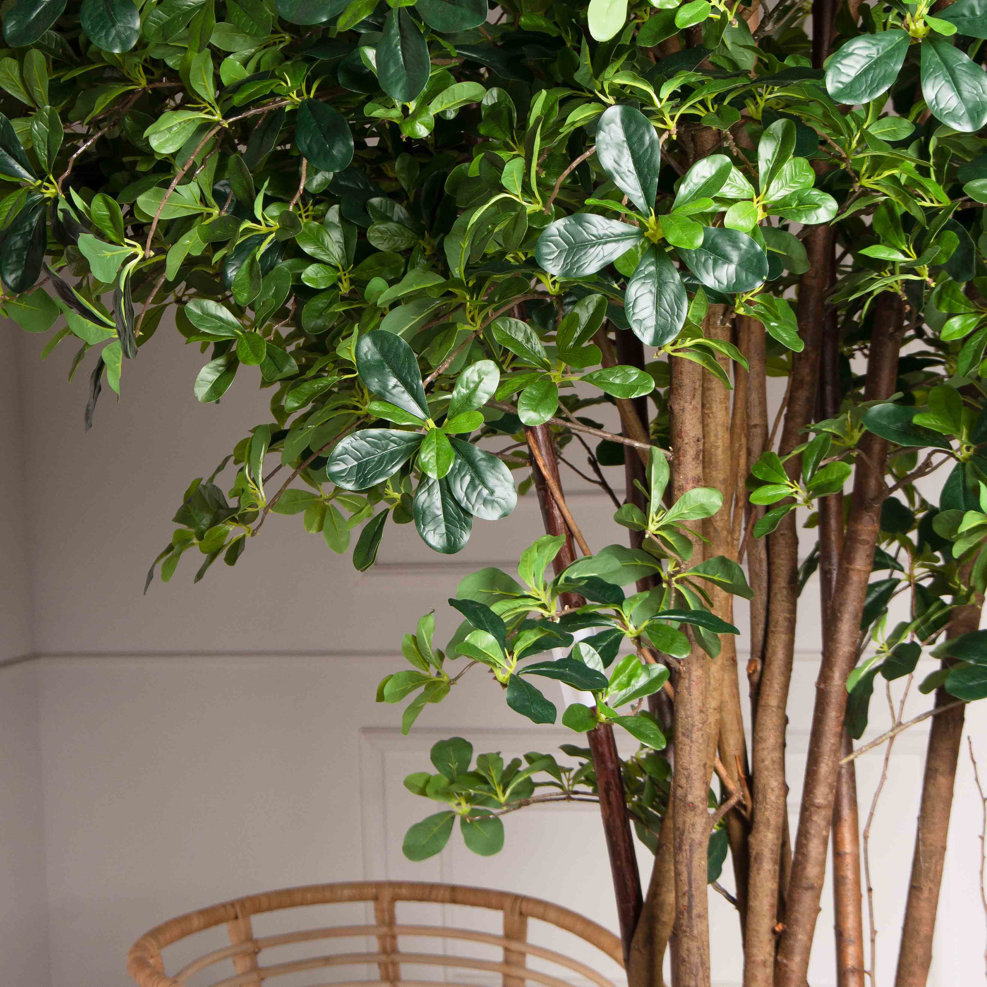 280/РН/84(УУ)(Пр)(F) Шеффлера искусственная h280см (латекс)_2