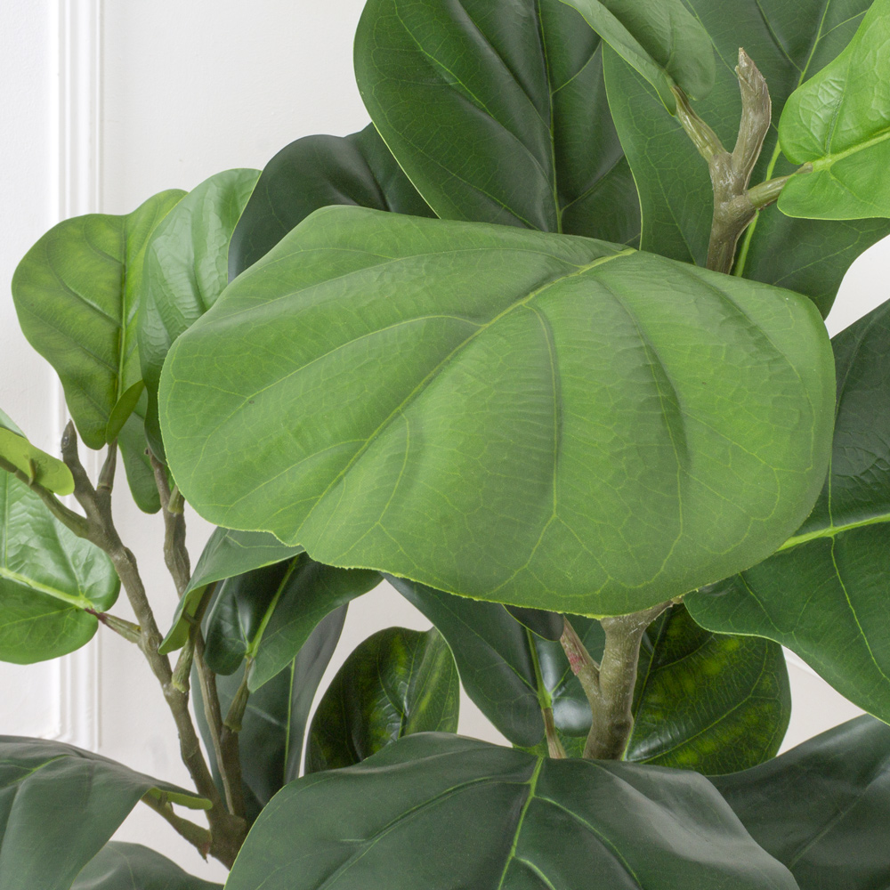 120/К/428(Х)(Fix) Фикус Лирата h120см_9