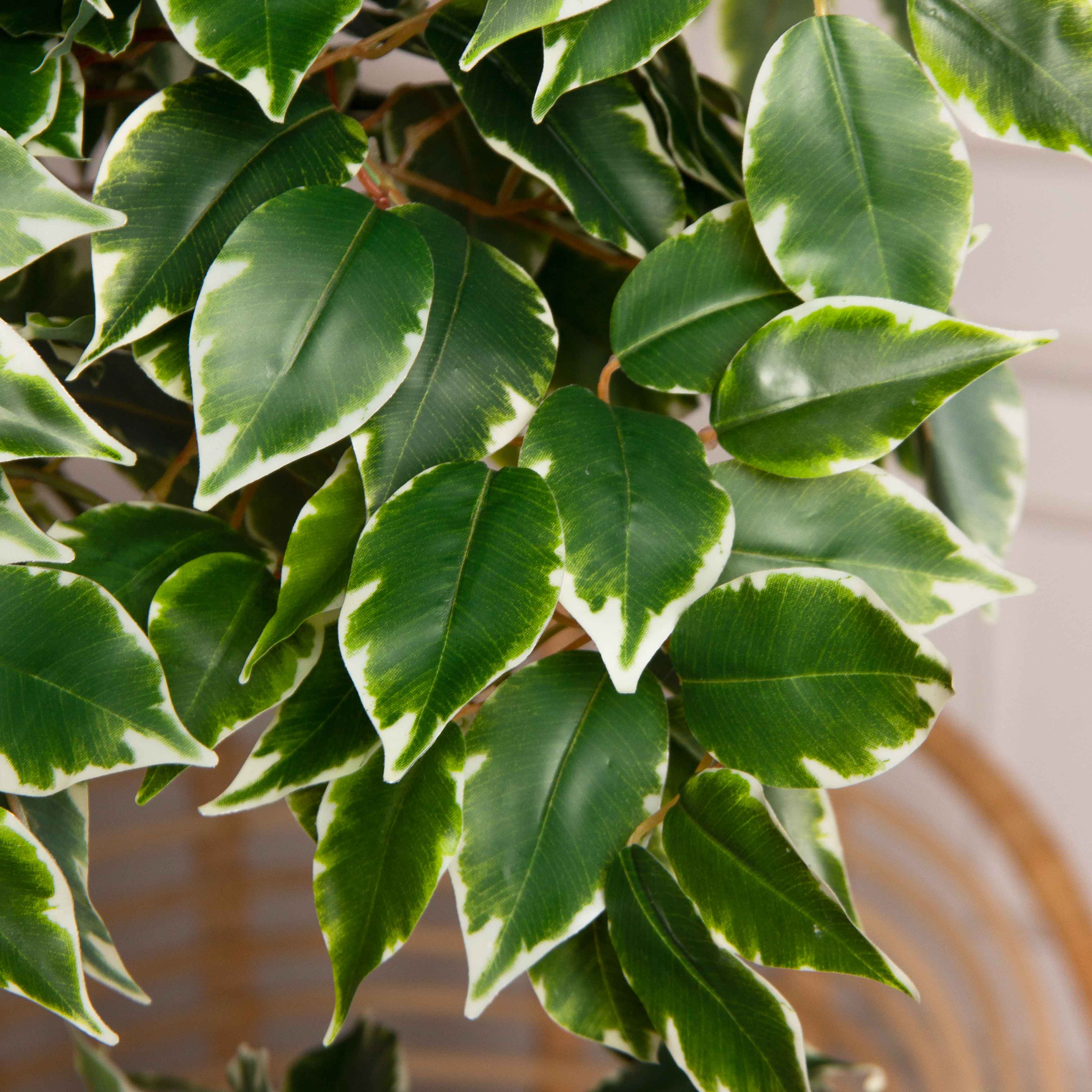 160/2К/17(Пр)(F) Фикус Бенджамина искусственный h160см (латекс)_4