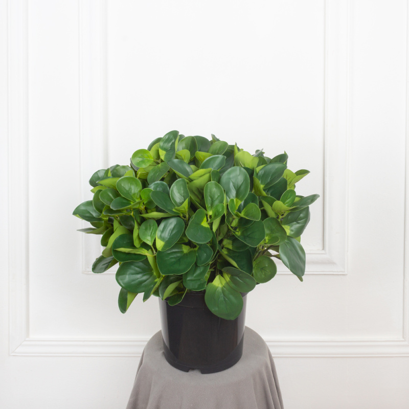 ЦС84 Толстянка искусственная h40см