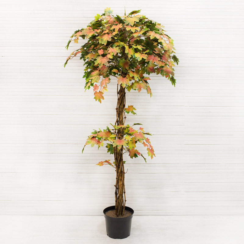 180/ССТ/77-2 Клен Осенний h-180см