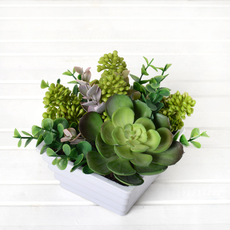 СКК05-3 Суккуленты