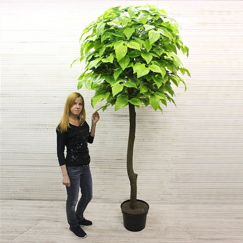 240/189 Катальпа h240см