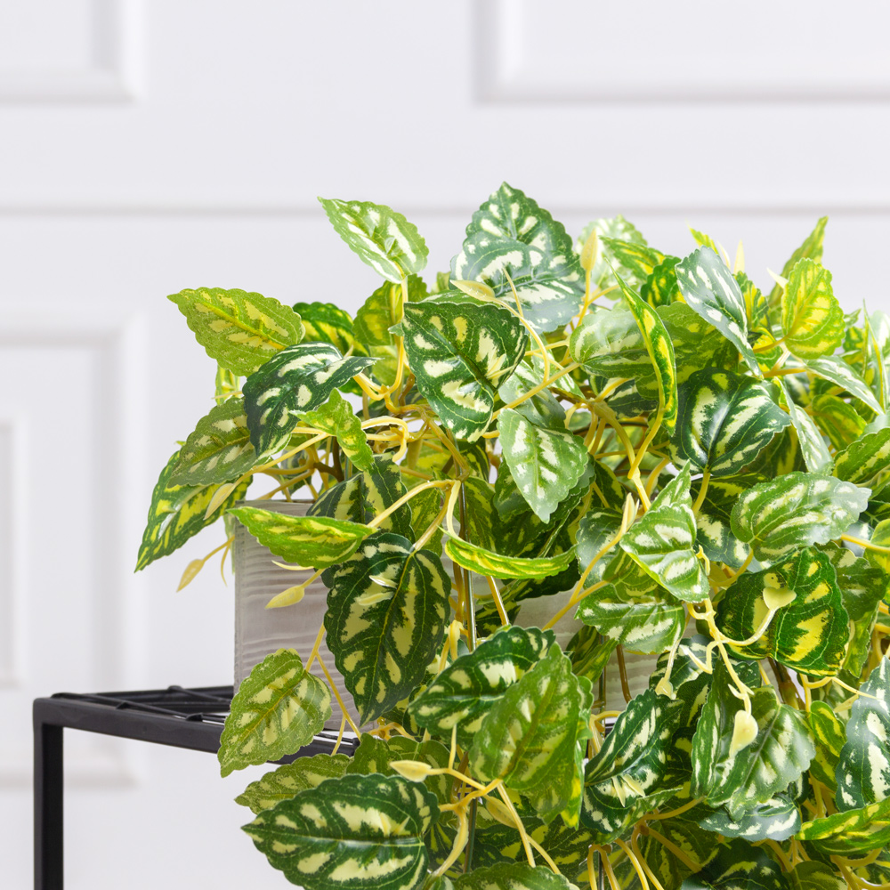 ТДЯ122(F) Плющ Пилея Кадье ампельный в деревянном подвесном ящике (бежевый) 20*9*h8_2