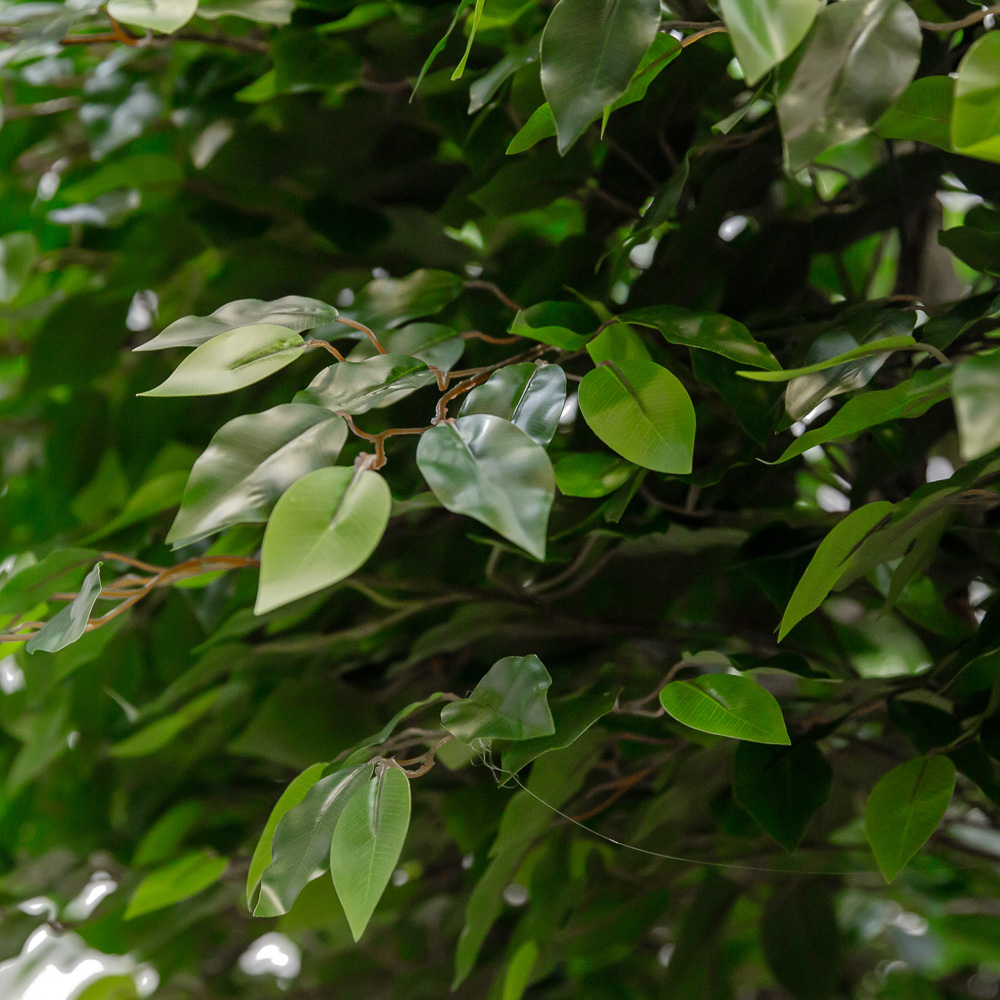 300/РН/34-10(з.) Фикус h300см (латекс)_2