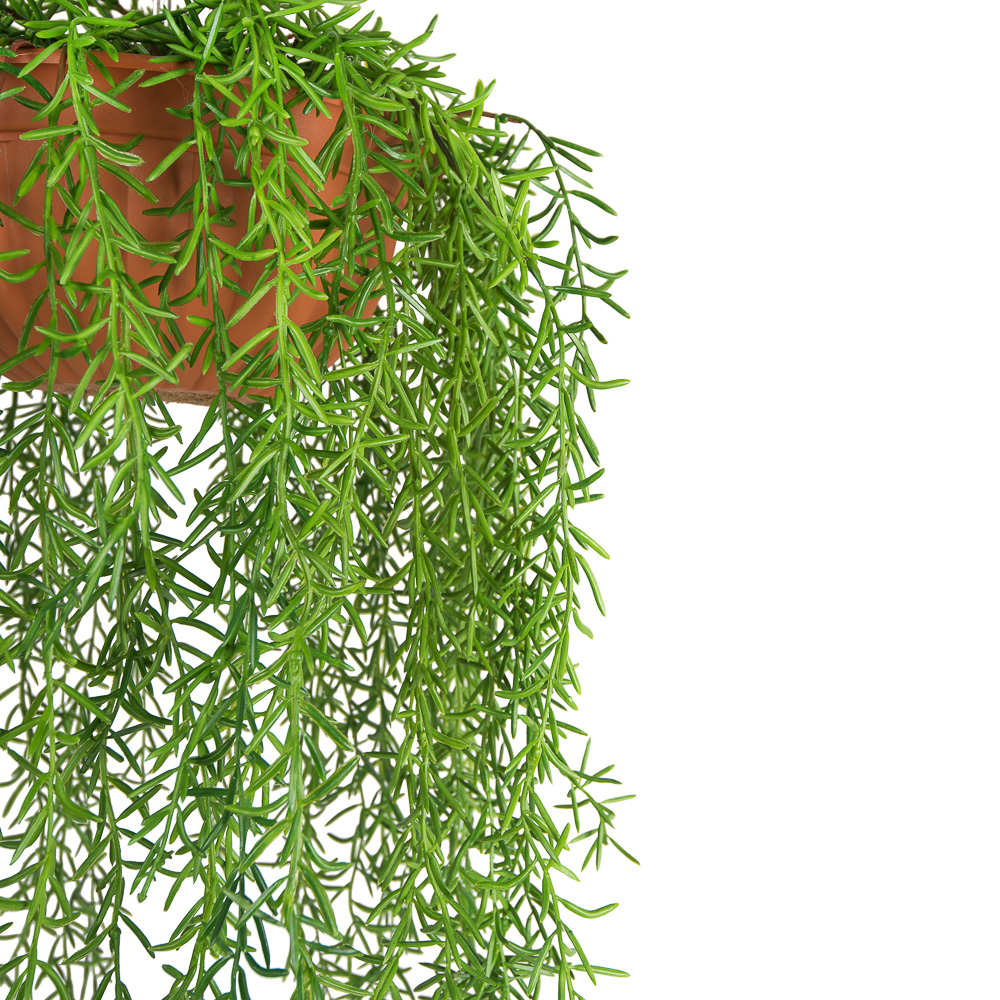 КЗ 20 Палочник ампельный в подвесном кашпо d-26см_2