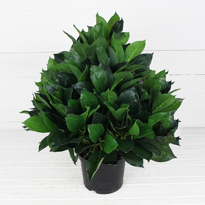 ЦС40/25 Лавр камфор. (латекс) h-40см d-43см