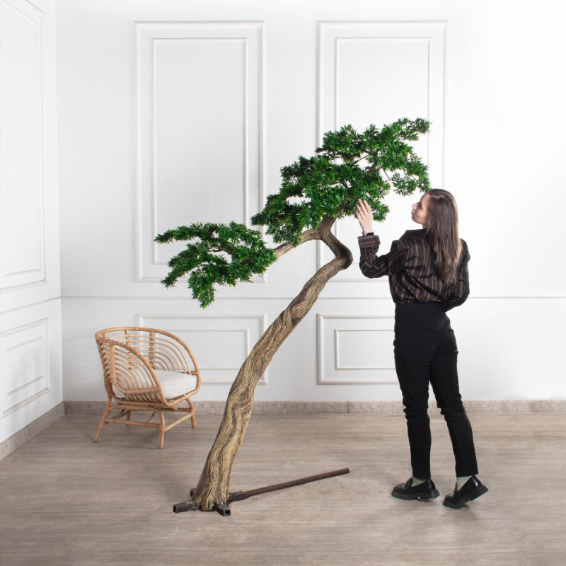 210МЕТ/АСС/241(з)(F) Подокарпус интерьерный h180 d150см_1