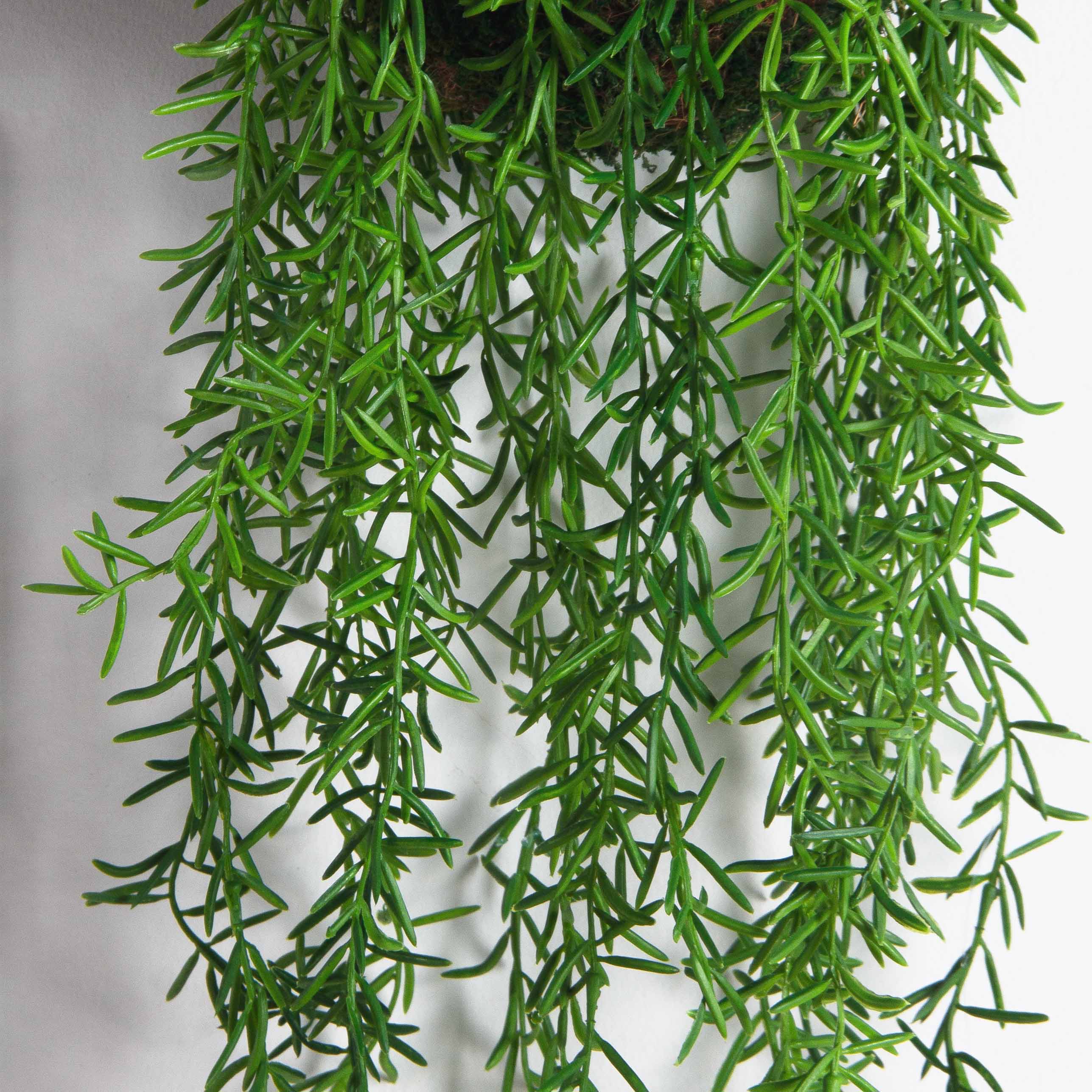 ККД35/209(з.)(F) Кокедама с ампельным аспарагусом на шаре d15см_4