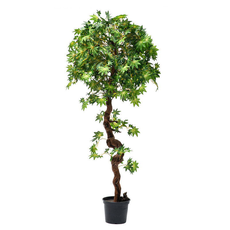 180/РОС/77 Итальянский клен 180см