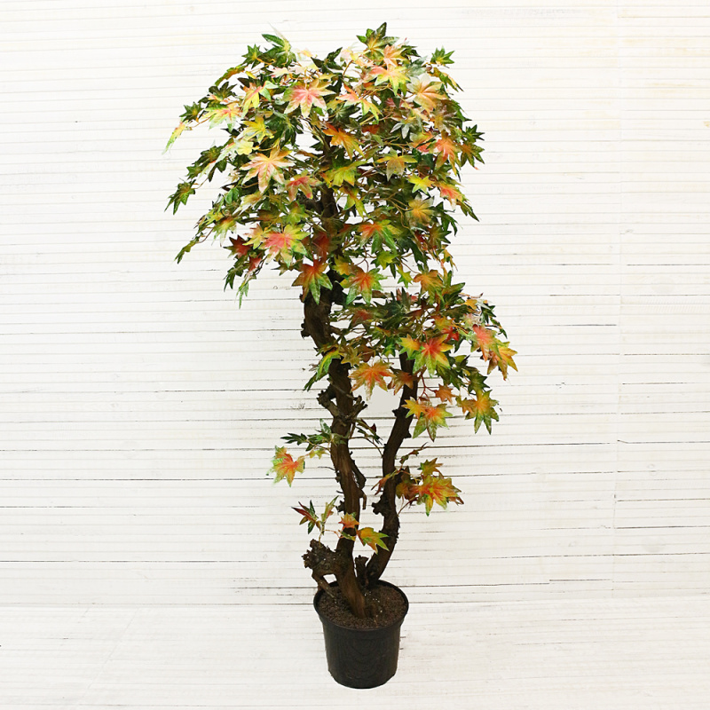 160/2К/ОС/77-1 Итальянский клён 160см