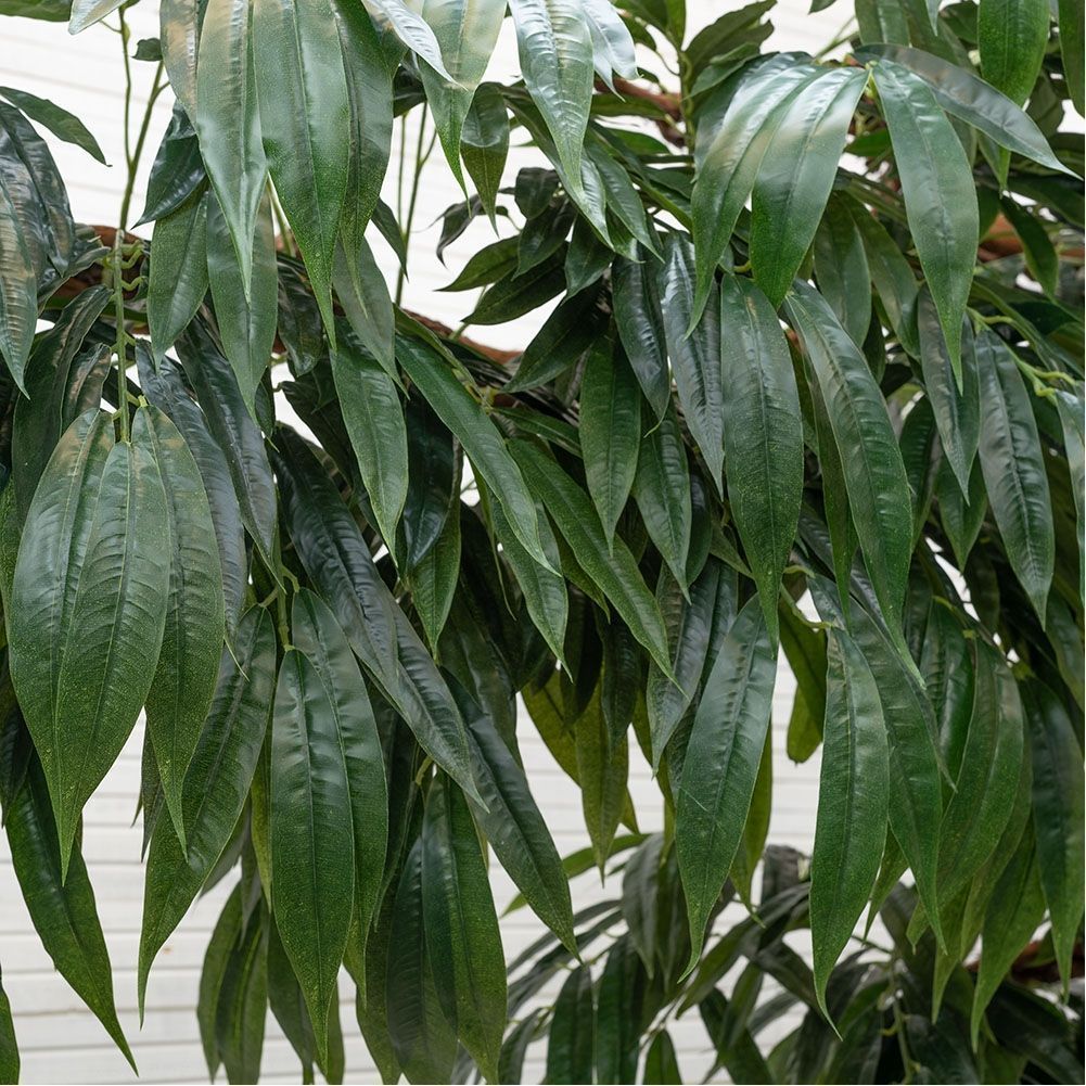 230/3Я/ОС/219(з.) Лонгифолия (h-230см;крона=210см)_4