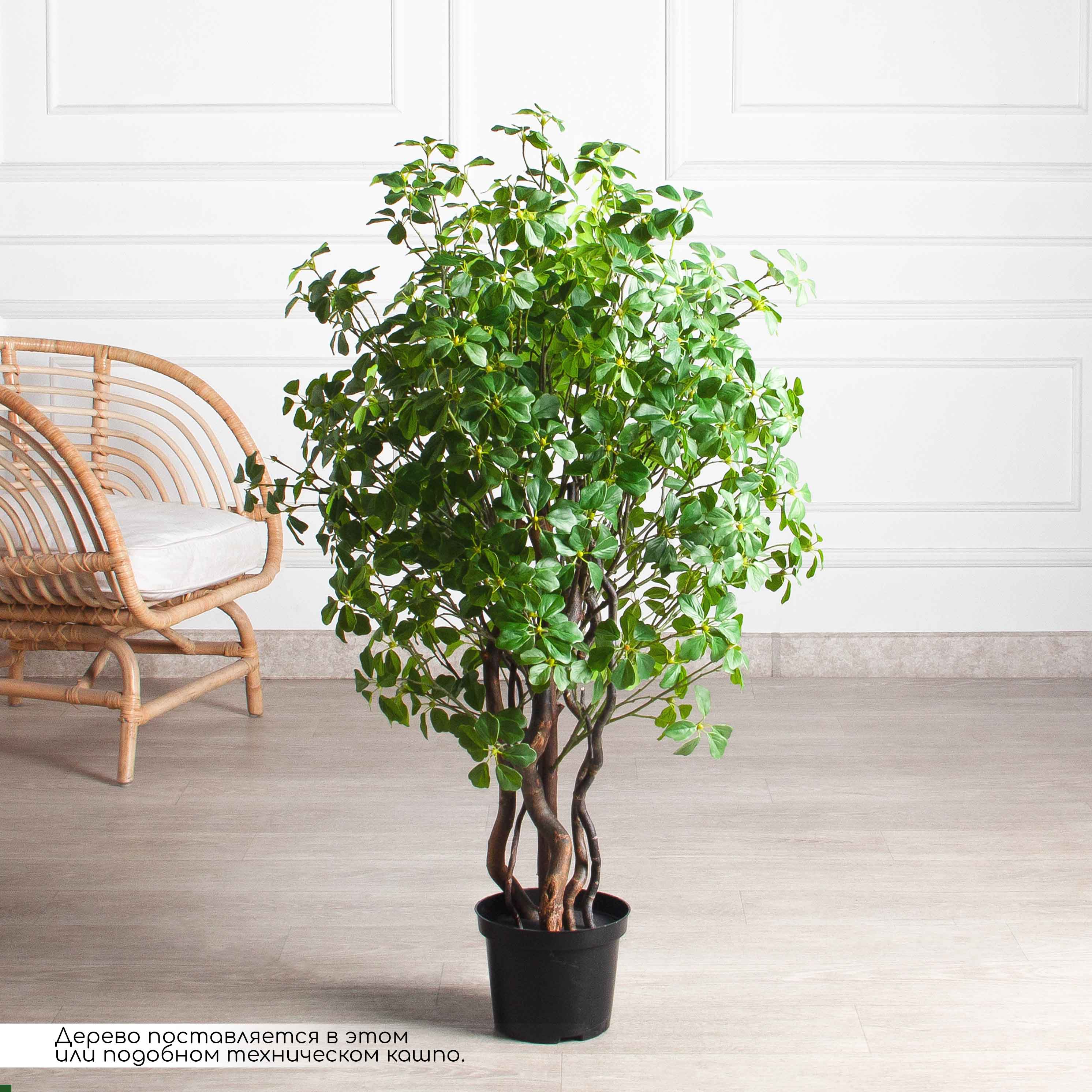 110/ВИТ/ФОН/534(з)(Пр)(F) Шеффлера искусственная Компакта  h110см, латекс_2