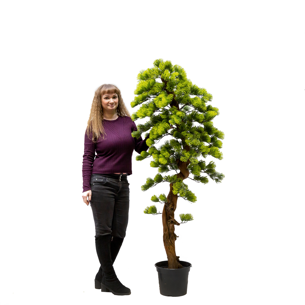 160/ОС/230 Бонсай сосна h160см_3