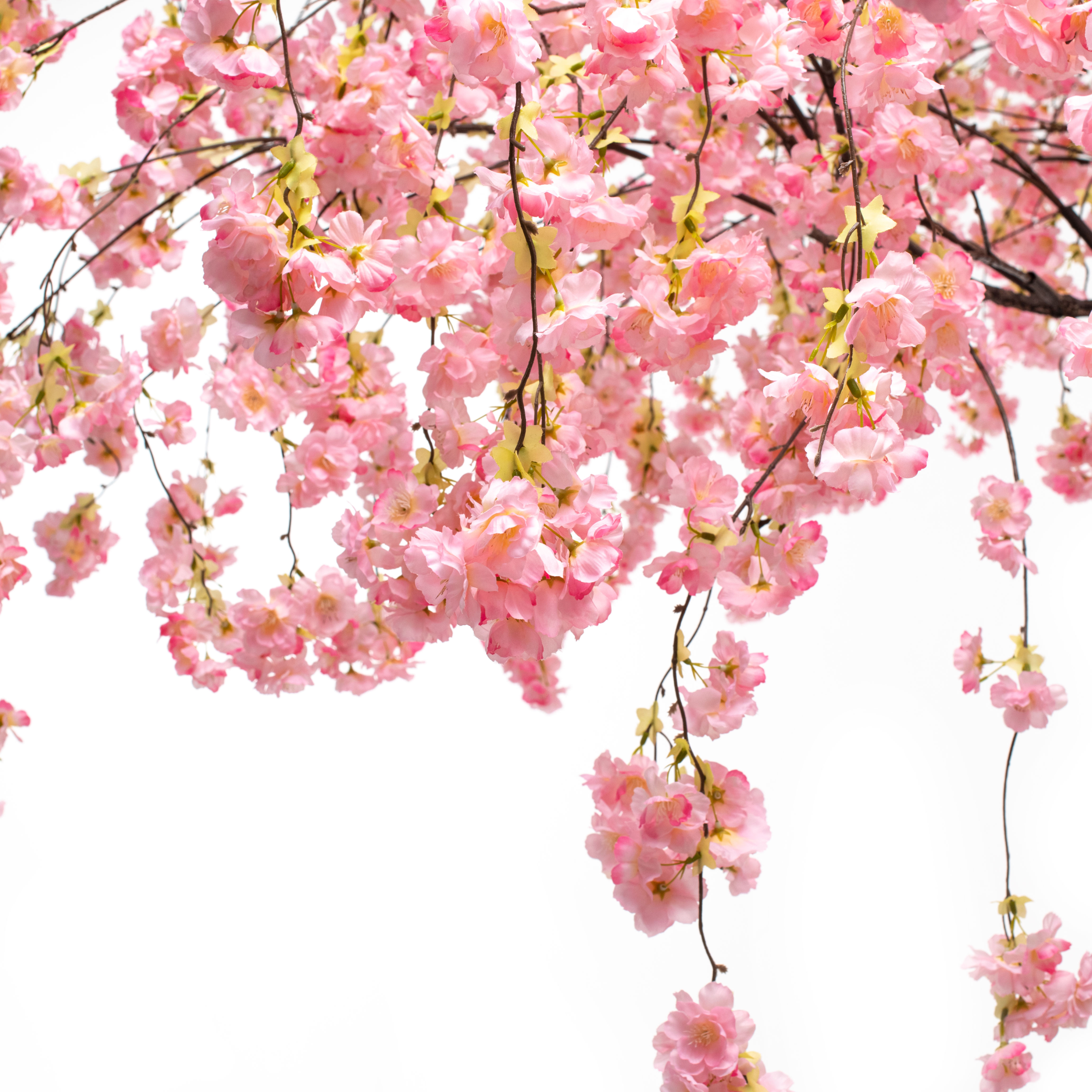 300разб/191 Сакура свисающая белая (шир.200см) h-300см_5