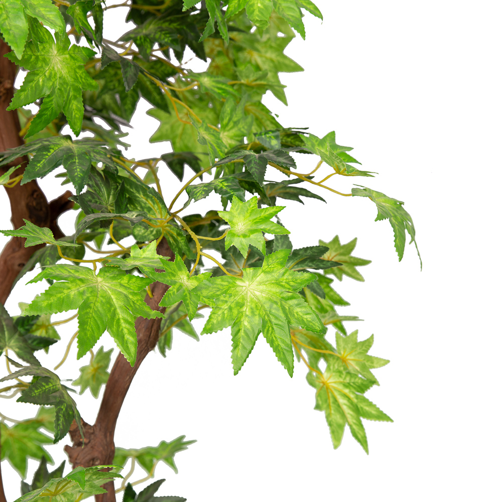 110/2К/ОС/29М Клён h110см_2