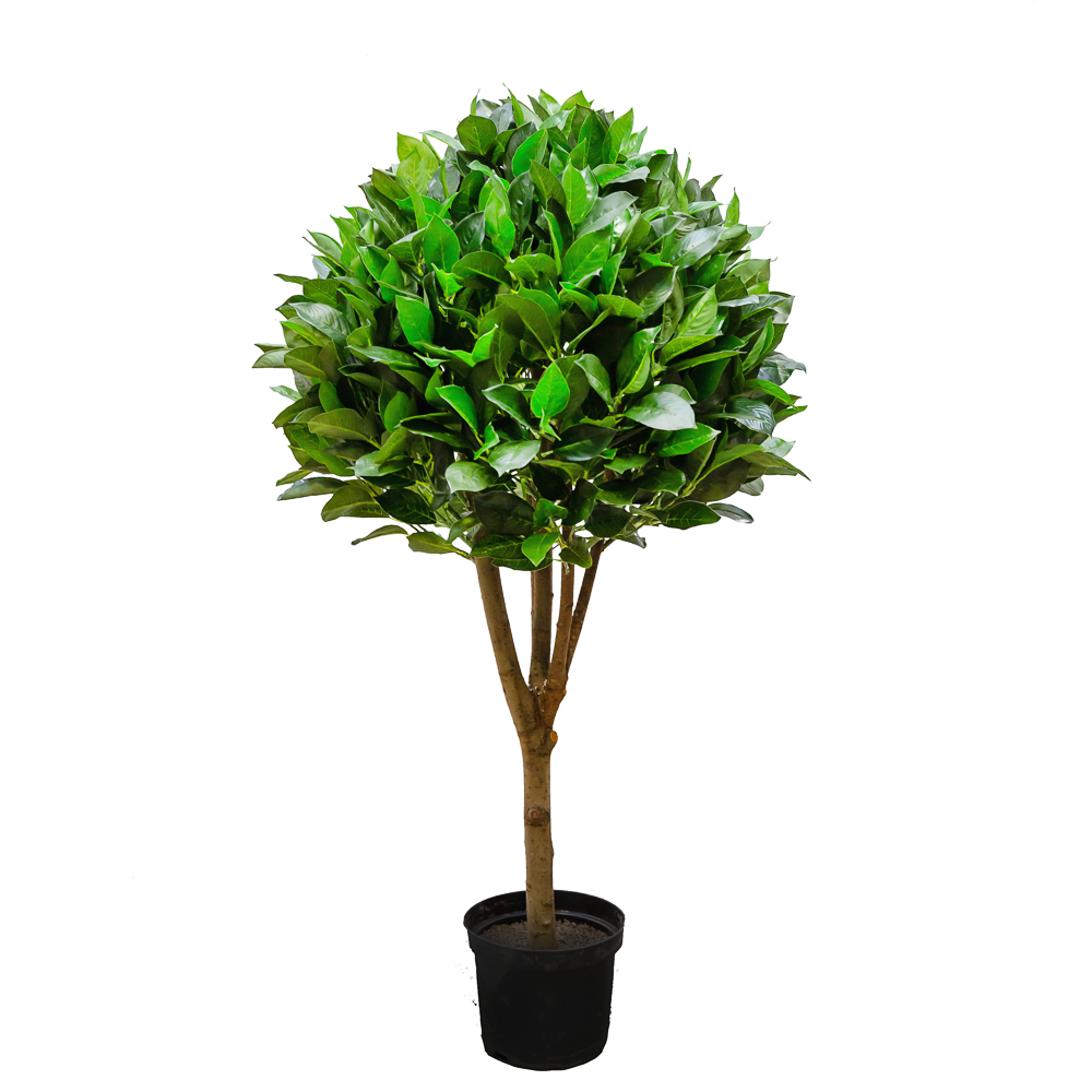 120/Ш/190(з.) Лавр камфорный h120см(латекс)