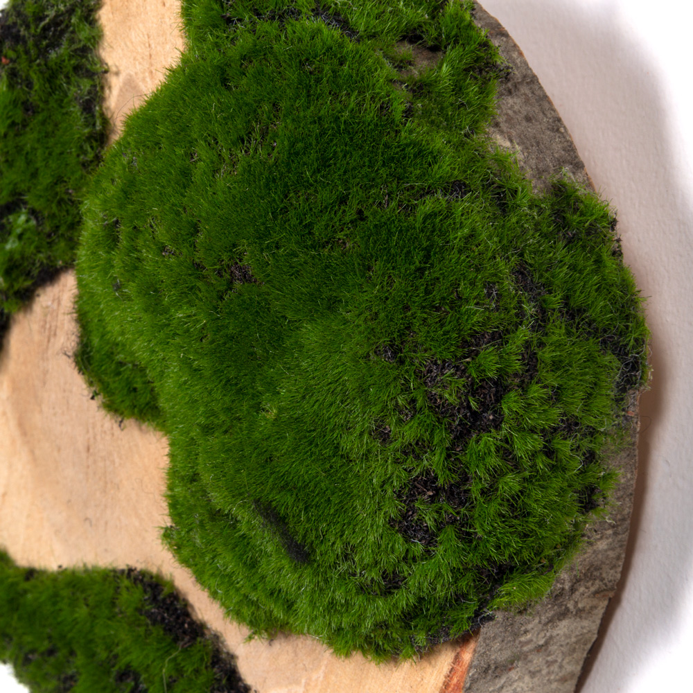 БК140/20(F) Композиция на березовом спиле d16-20см_2