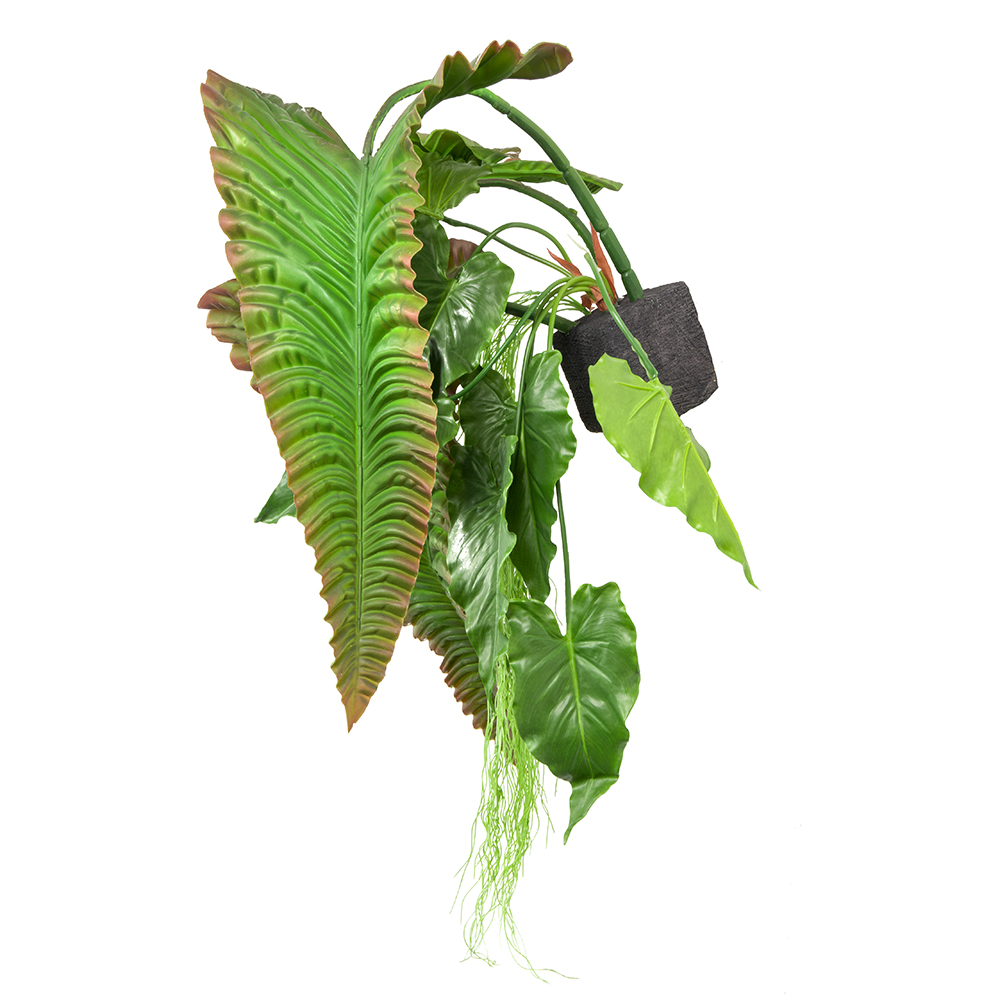 БК 18 Композиция с каладиумом гигантом на блоке 15*h10_2_2