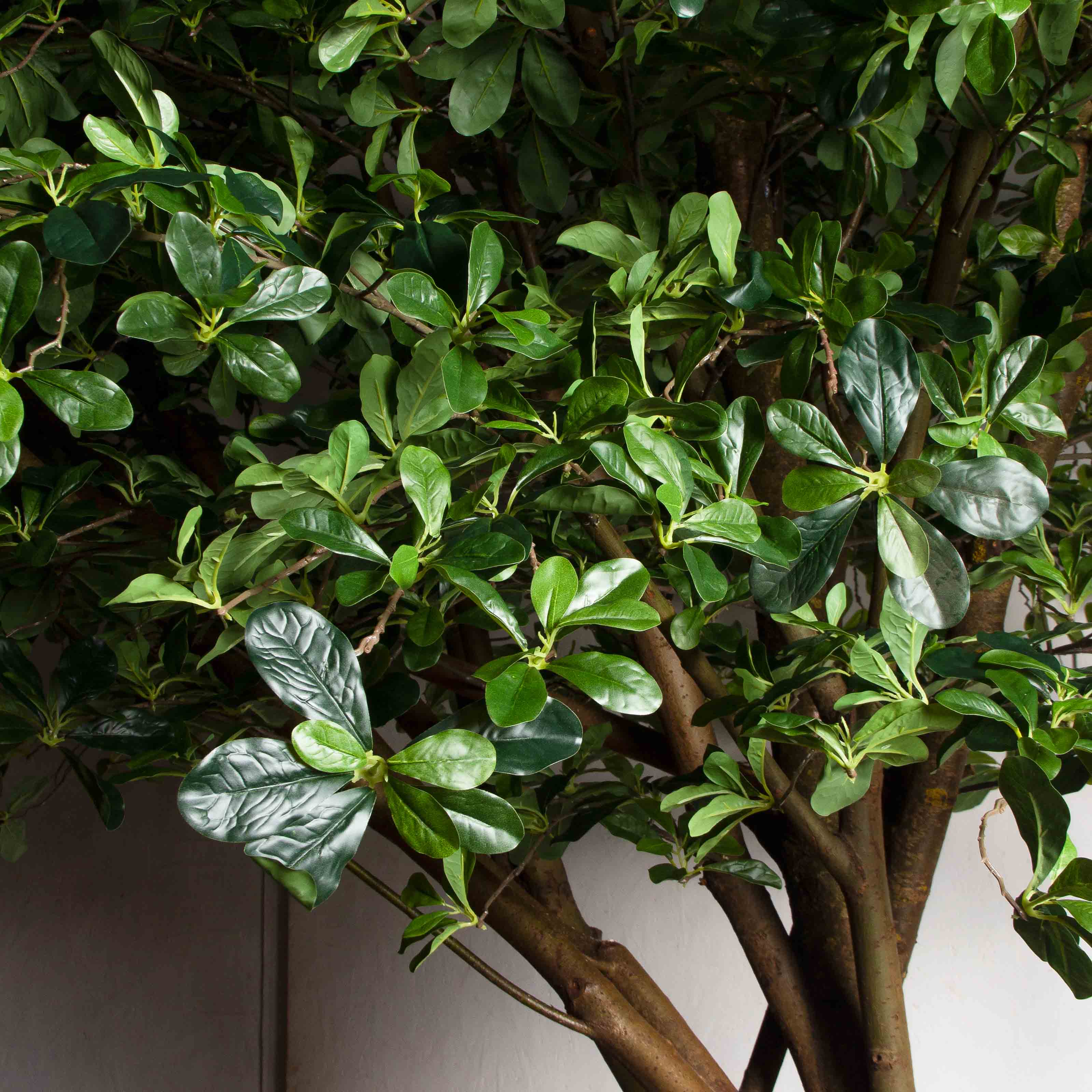 300/РН/84-2(з)(Пр)(F) Шеффлера искусственная h300см_4