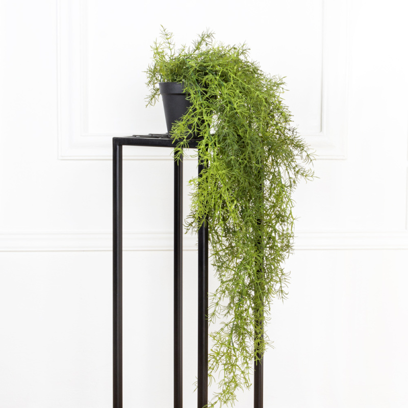 КС85 Аспарагус ампельный в кашпо d11см_8