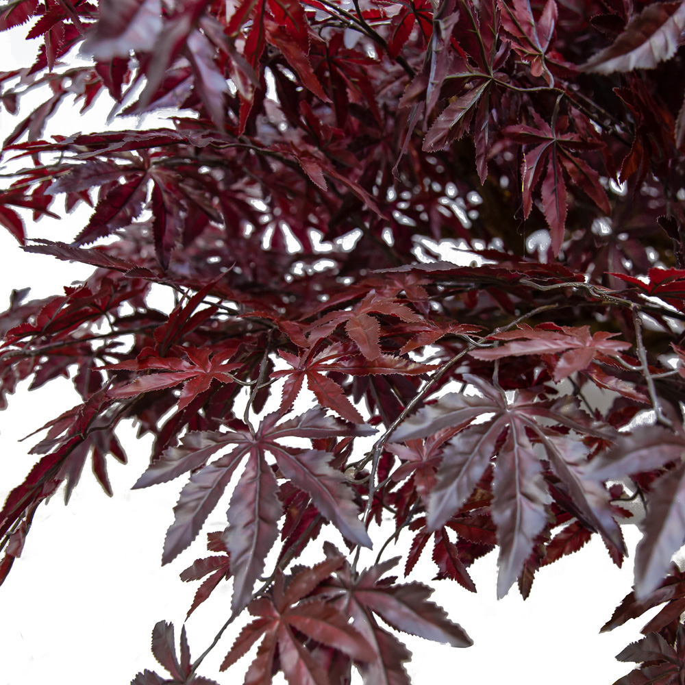 160/ОС/400(з.) Клен Японский красный h160см (латекс)_2