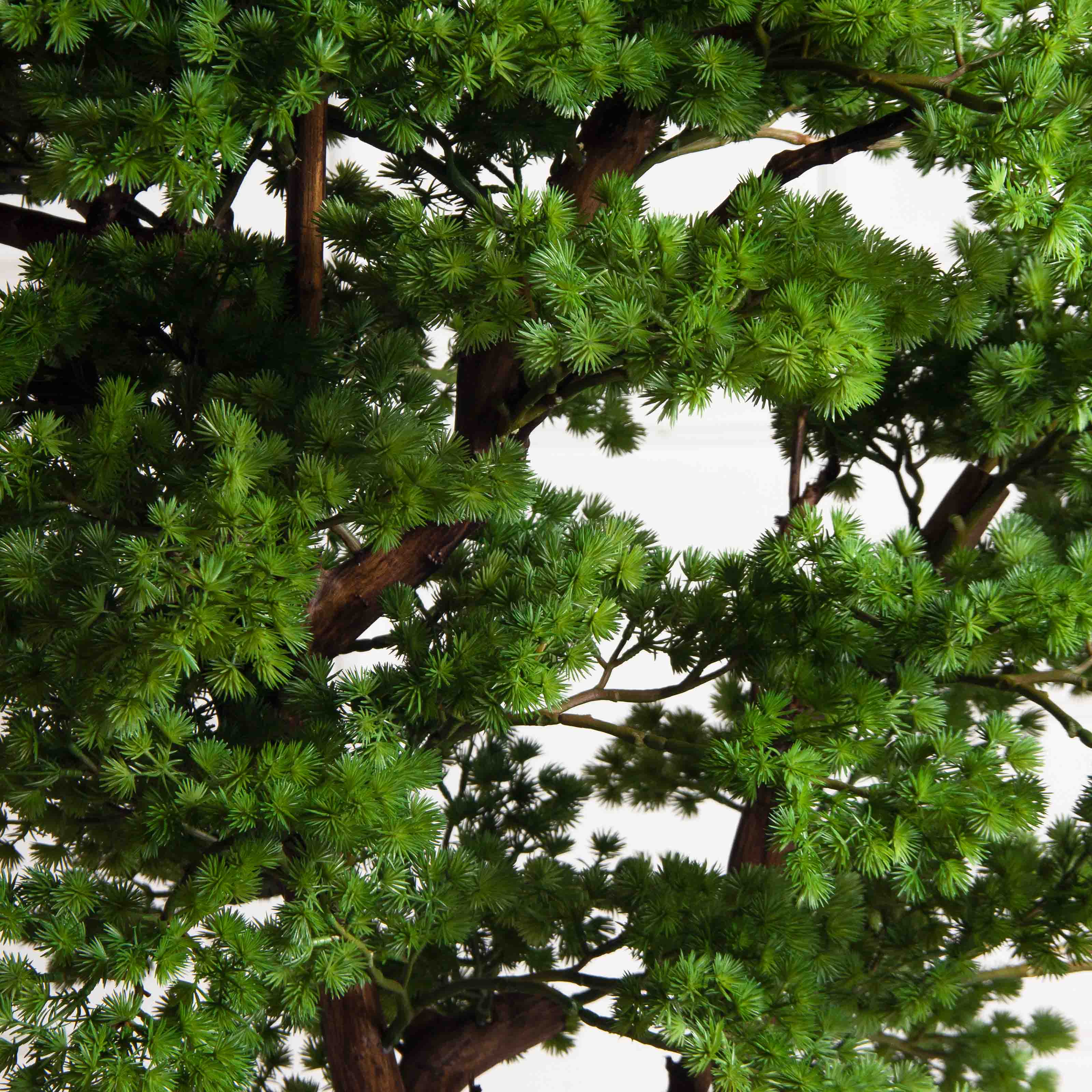 БС110/ДА/427(з)(F) Бонсай искусственный Сосна h110см_5