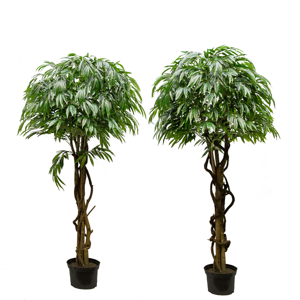 220/ССТ/ПЛ/219 Лонгифолия h220см(латекс)_4