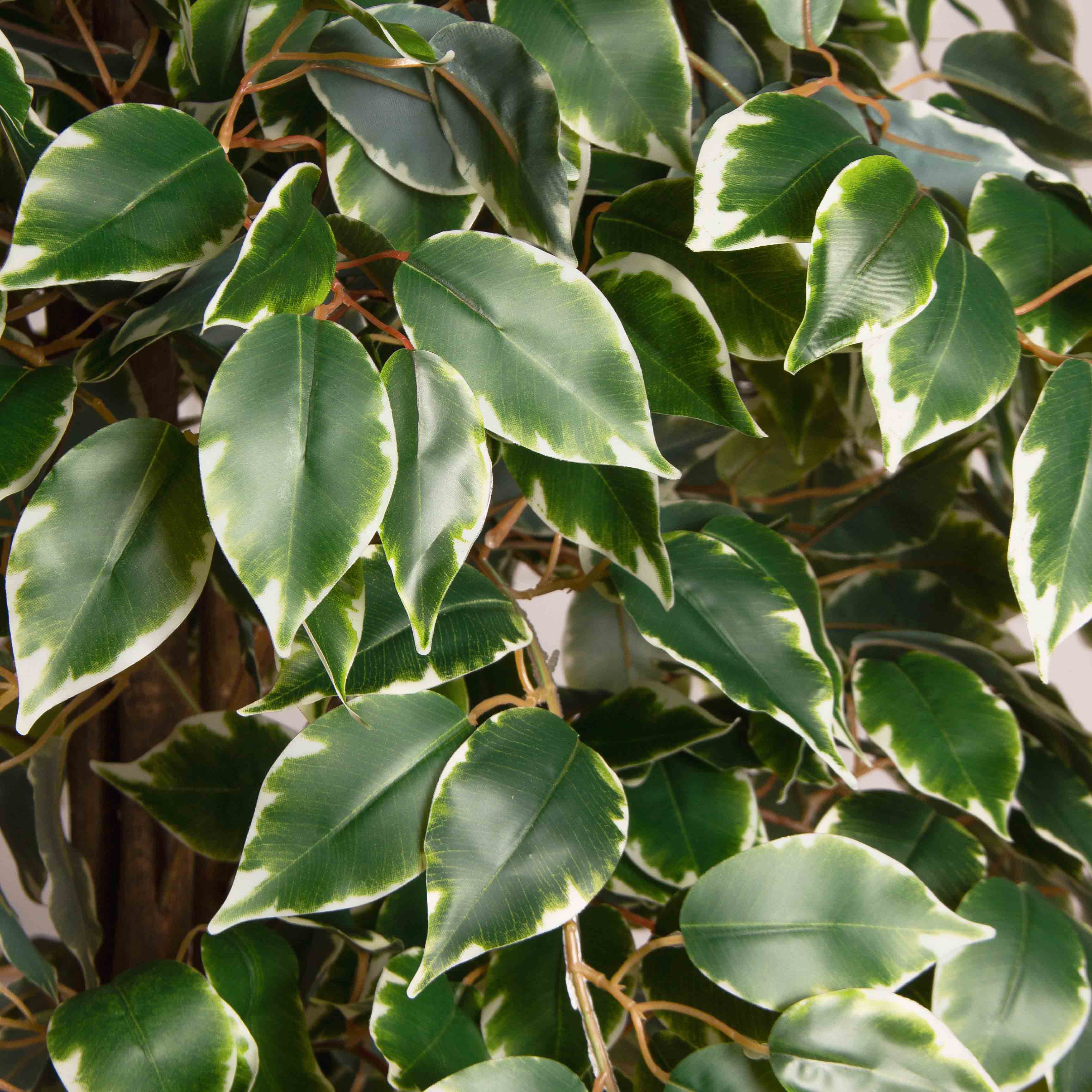 160/2К/17(Пр)(F) Фикус Бенджамина искусственный h160см (латекс)_6