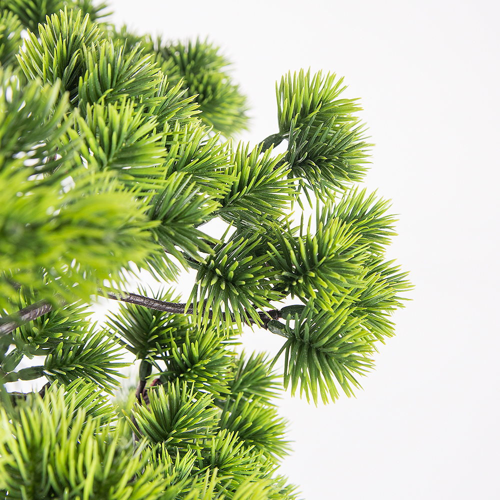 БС50/429(Promo) Бонсай Сосна h50см_2