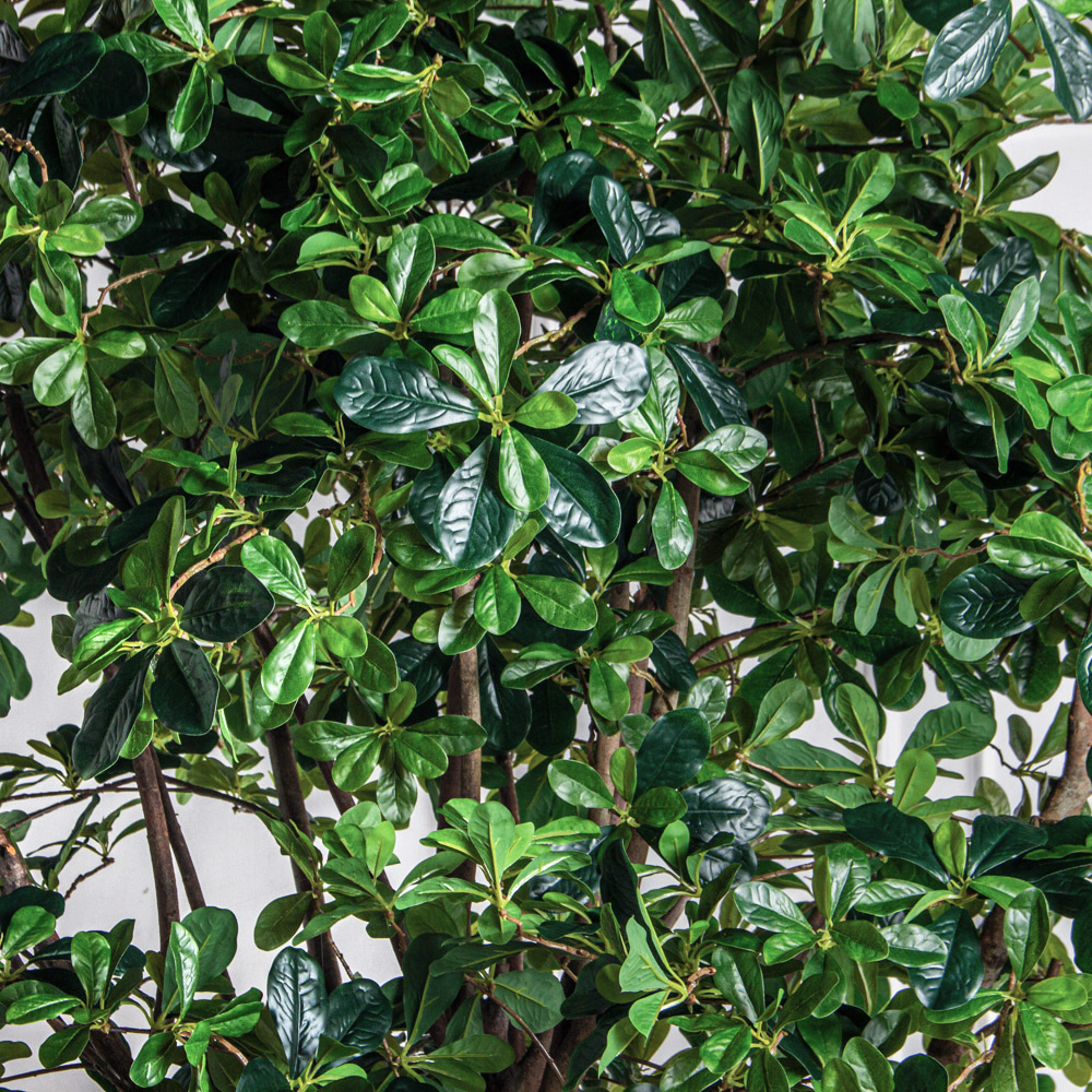 250/РН/АСС/84-1(з)(Пр)(F) Шеффлера искусственная h250см (латекс)_4