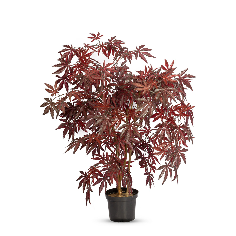90/К/400-1 Клён японский куст h90см в кашпо d19см, бордо