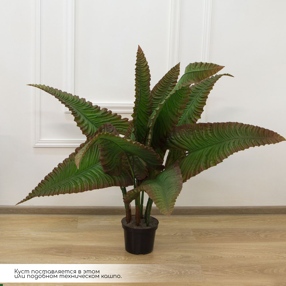 110/К/408 Каладиум куст h110см_2