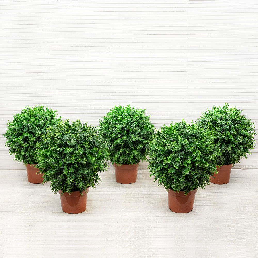 СШ40/228-5 Самшит-шар Эвкал.