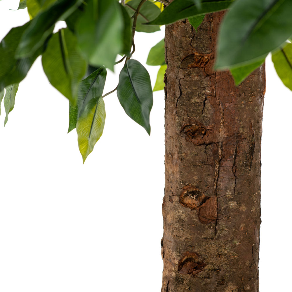 230/Ш/34 Фикус шар (латекс) 230см, ширина кроны 1м_2