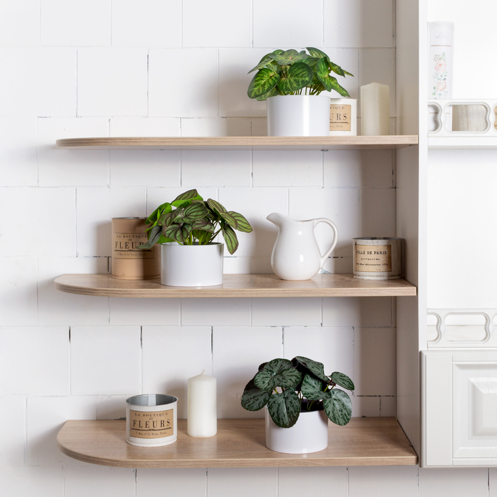 ЦС208-1(F) Пеперомия искусственная полосатая, зелено-бордовая_3