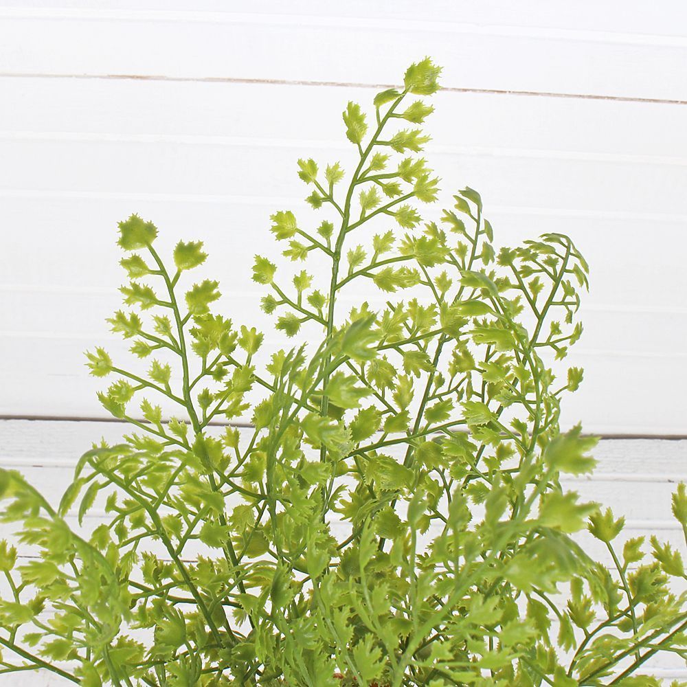 ЦС35/161 Папоротник Адиантум(латекс) в горшке_2