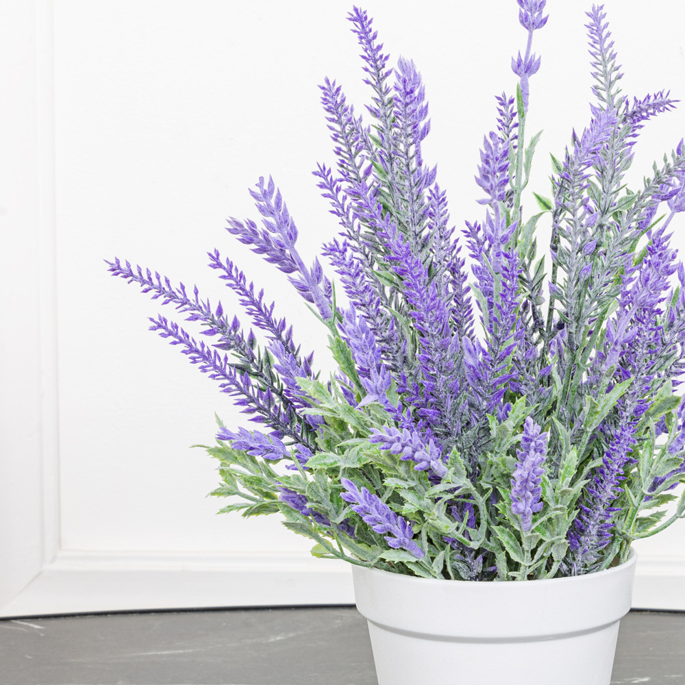 ЦС33/78-1 Лаванда  в горшке h33см d-11см_3