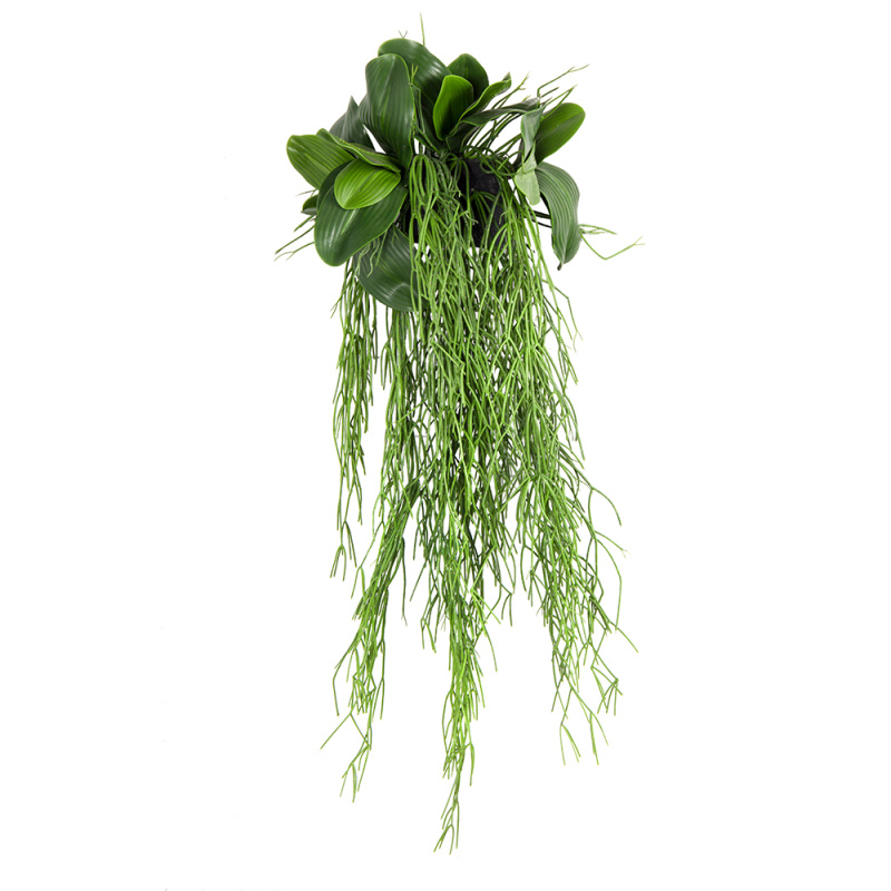 БК 07-1 Композиция с рипсалисом на блоке 15*h10