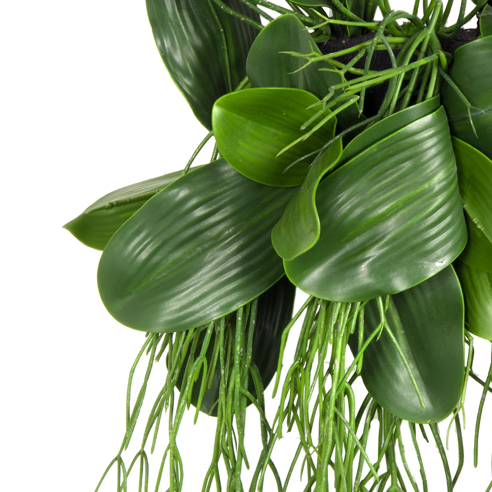 БК 07 Композиция с рипсалисом на блоке 15*h10_3