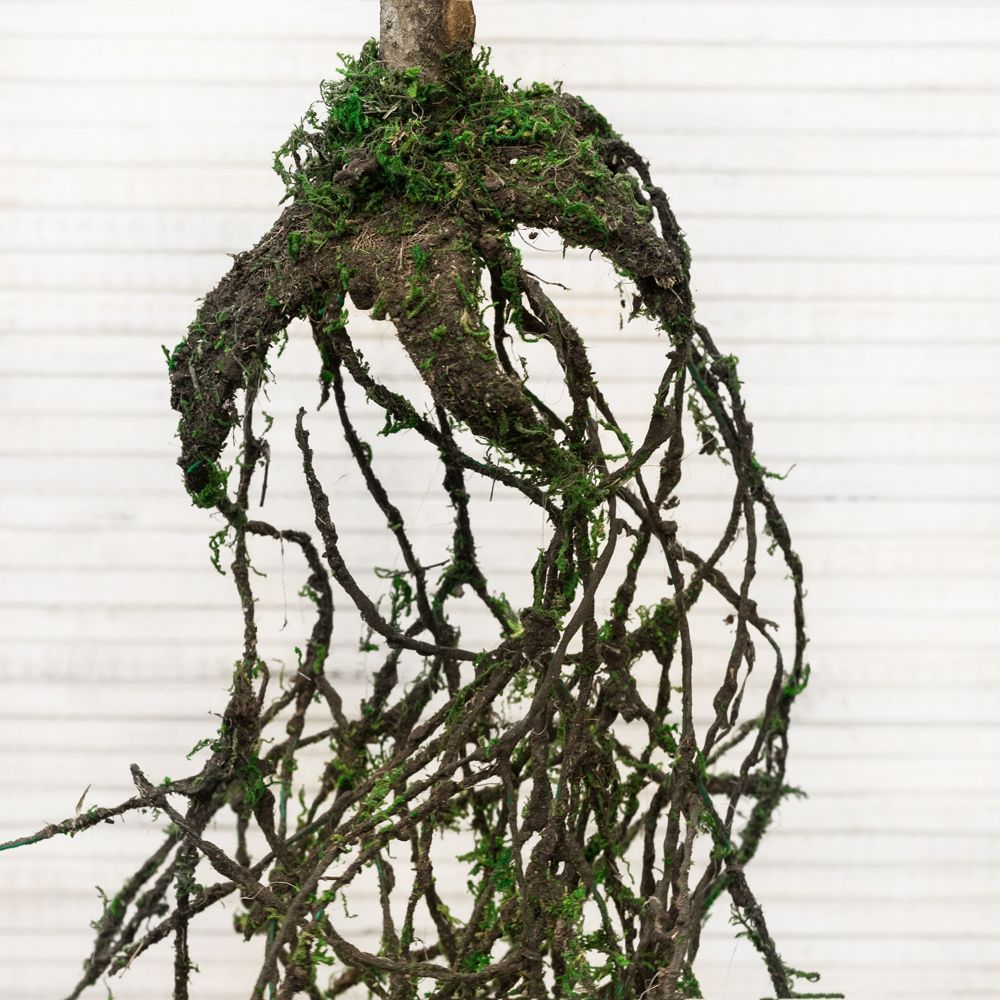 КД120/202(з) Дерево декор узк.лист с корнями_3