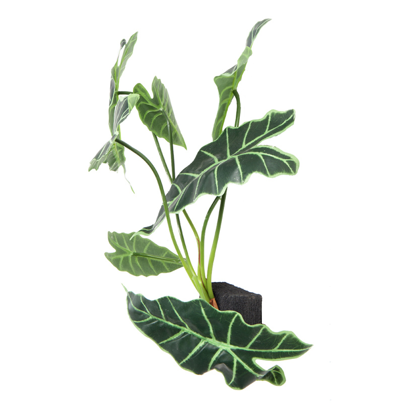 БК 32-1 Композиция с алоказией Полли на блоке 15*h10