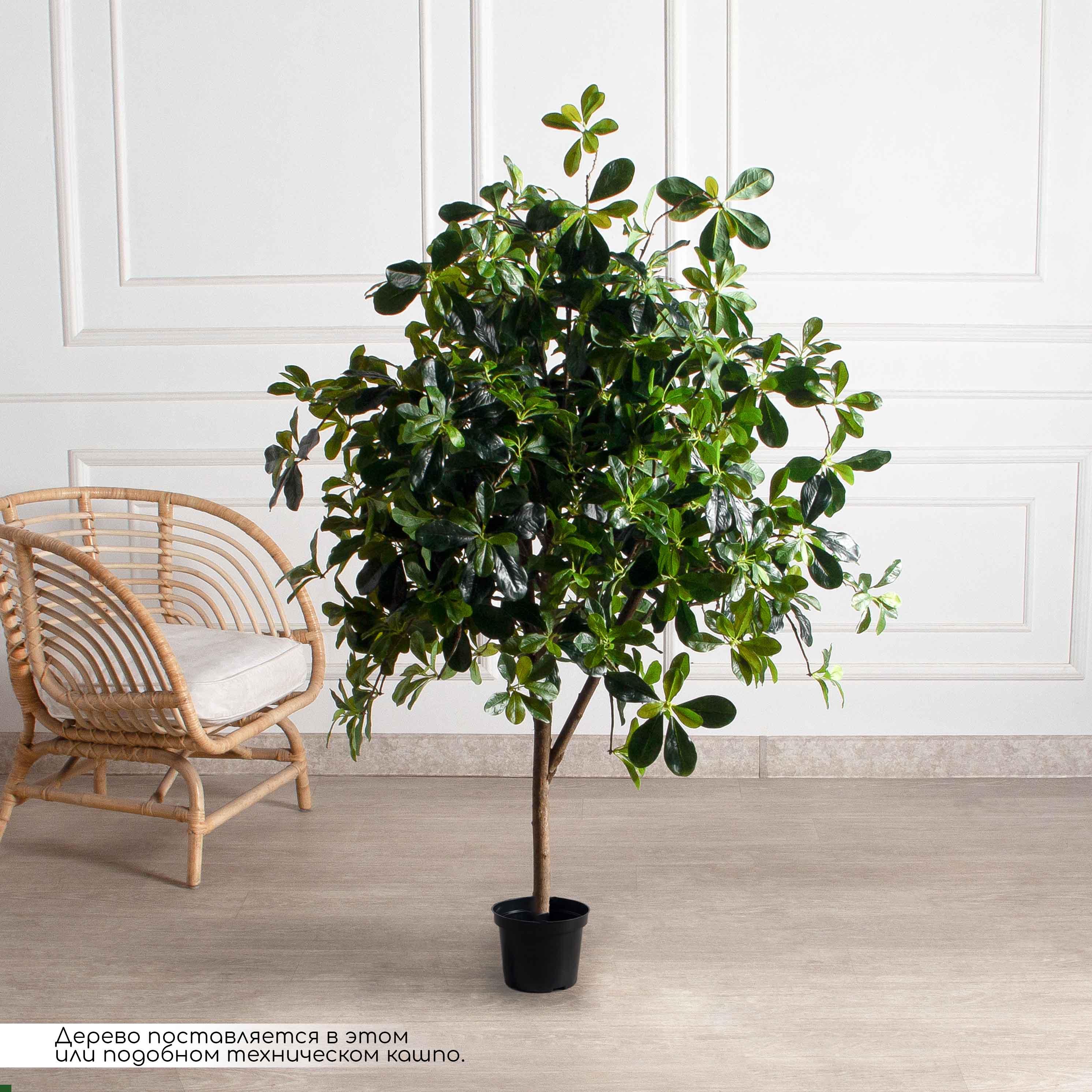 150/РН/84-2(з)(F) Шеффлера искусственная h150см_2