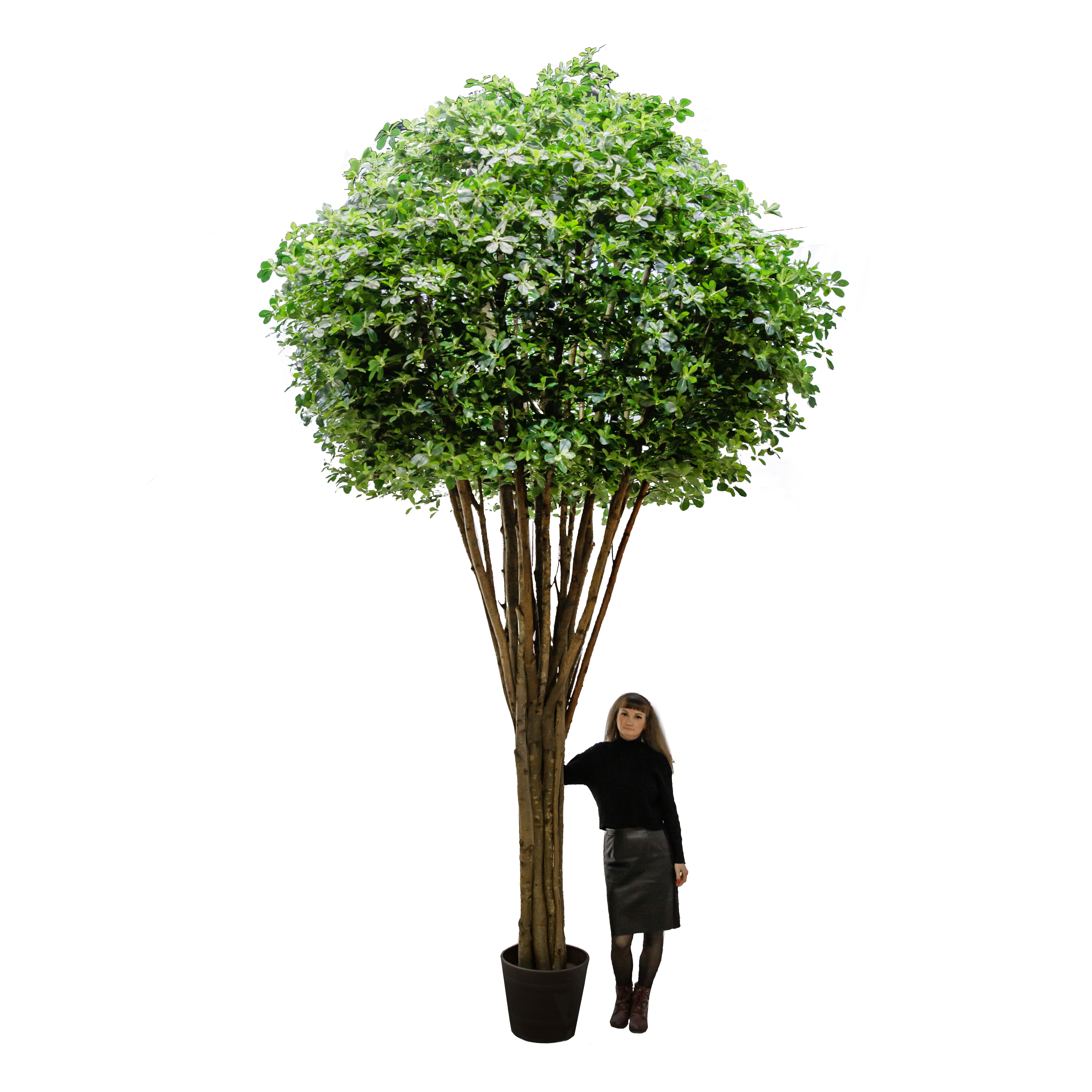 450/РН/84(з.)(Promo) Шеффлера h450см(латекс)_4