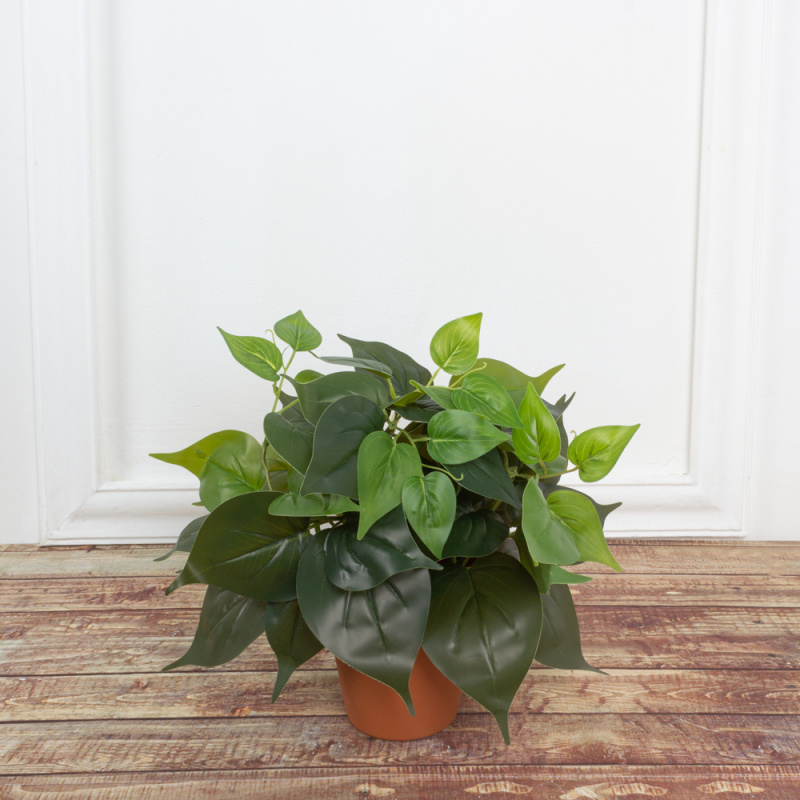 ЦС30/67 Сциндапсус h23см (латекс) в горшке d11см_4