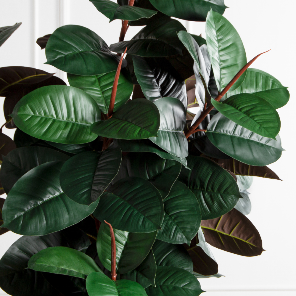 250/УК/РН/186(Пр)(F) Фикус Эластика Робуста искусственный h250см,латекс_5