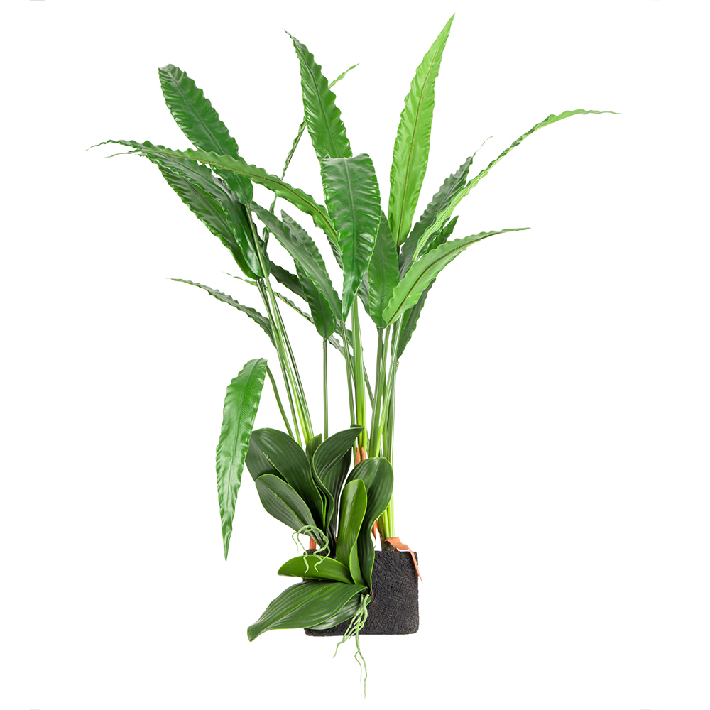 БК 21 Композиция с калатеей на блоке 15*h10